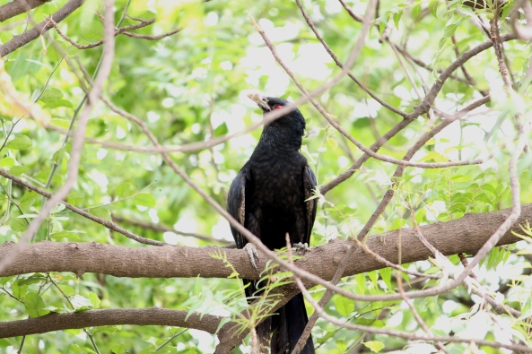 Black Cuckoo (Koel)